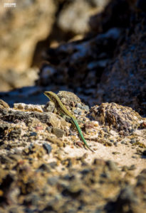 Greek-Reptiles-Crete-Elafonisi-National-Park-699x1024